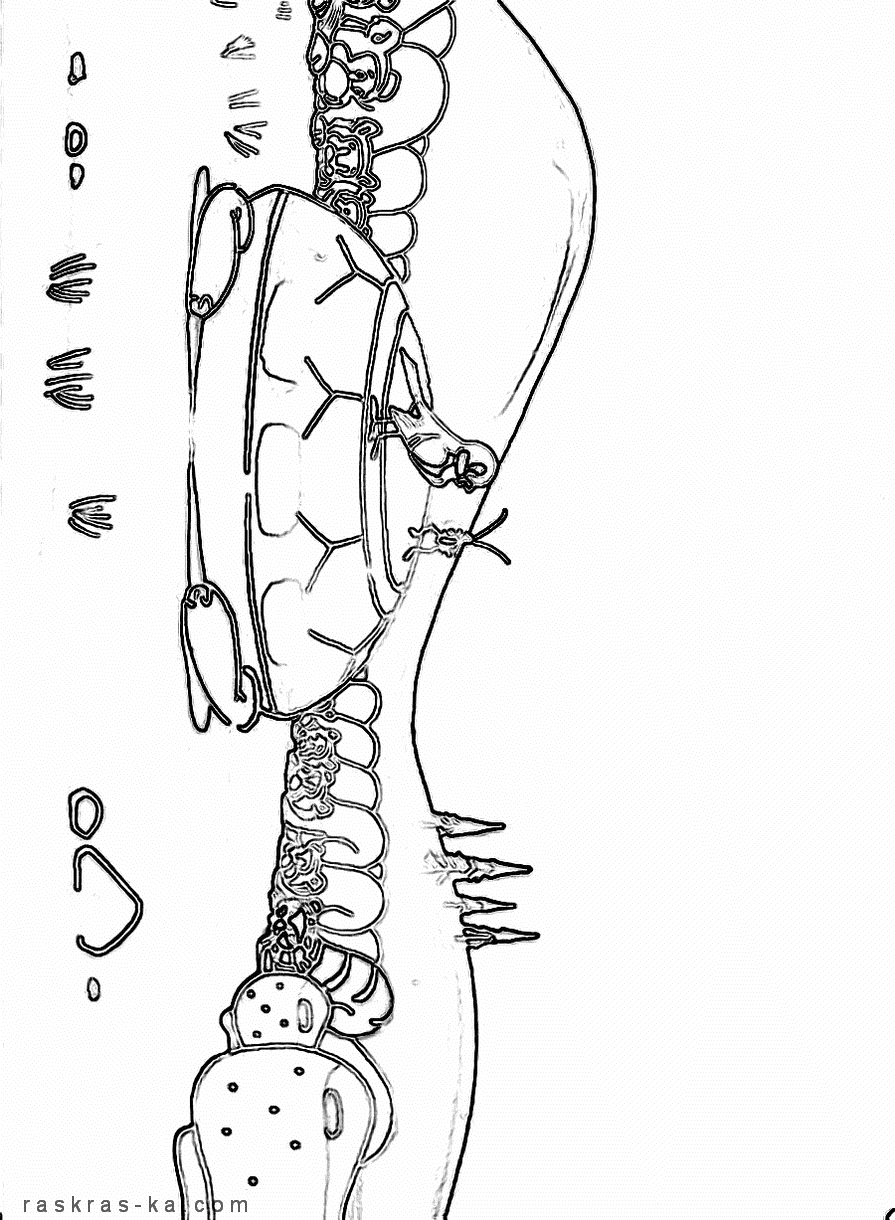 Раскраска воробей, таракан и испуганные звери по сказке Чуковского