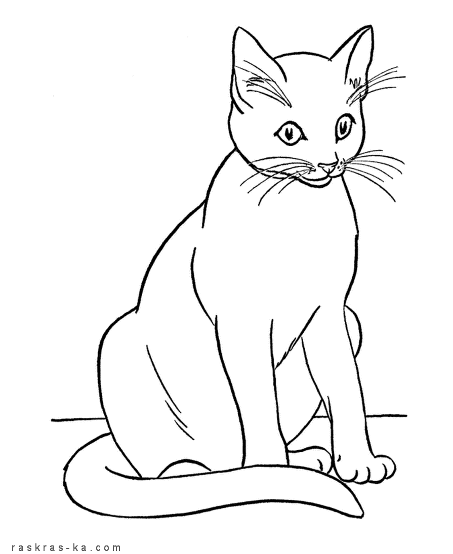 Раскраска кошка. Животные