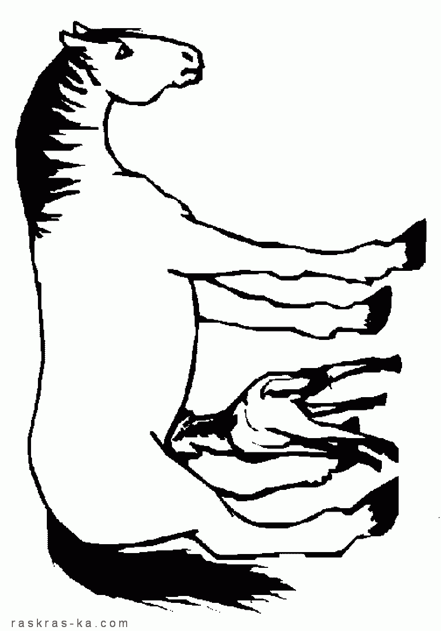 Лошадь и маленький жеребенок. Разукрашка