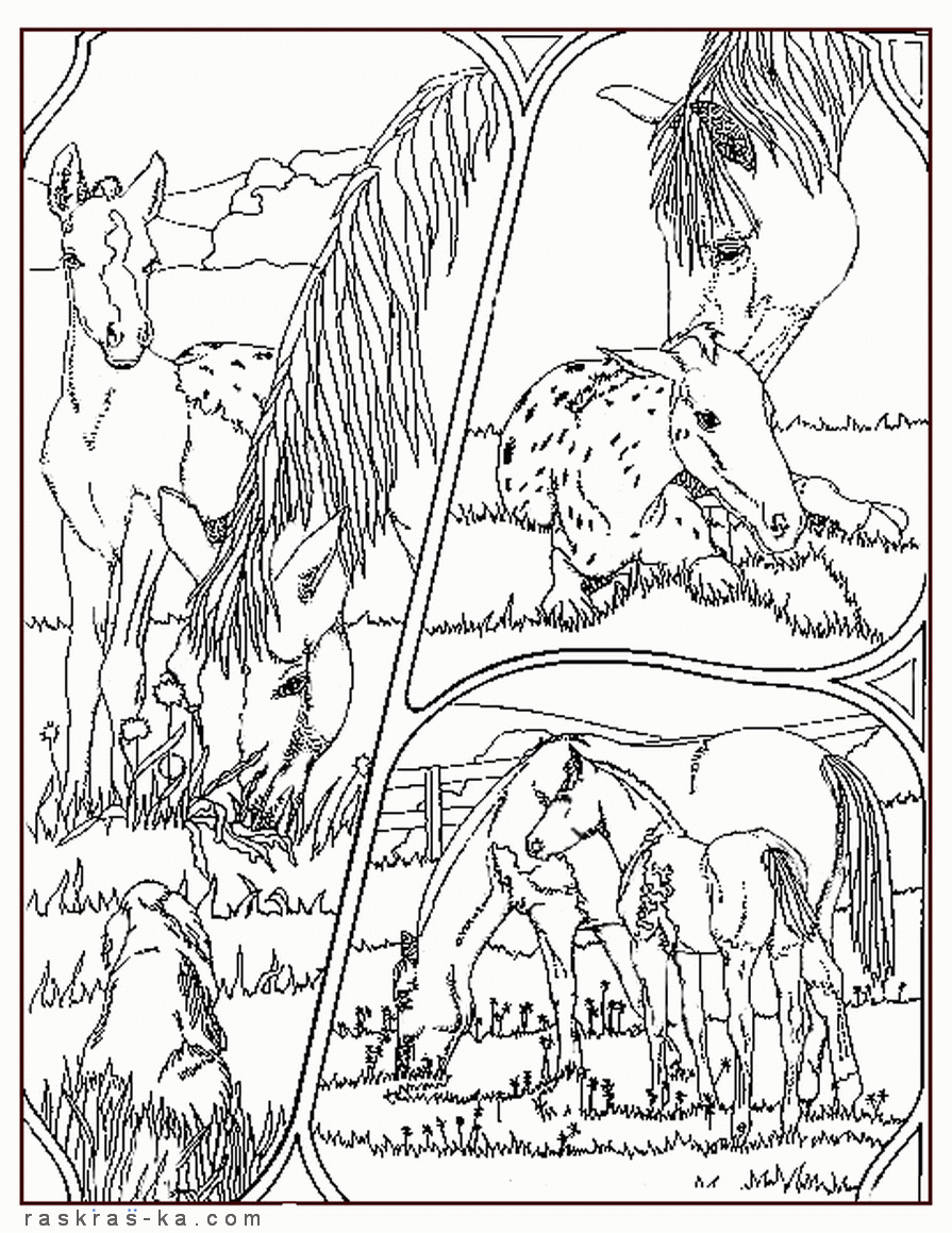 Раскраски год лошади 2014