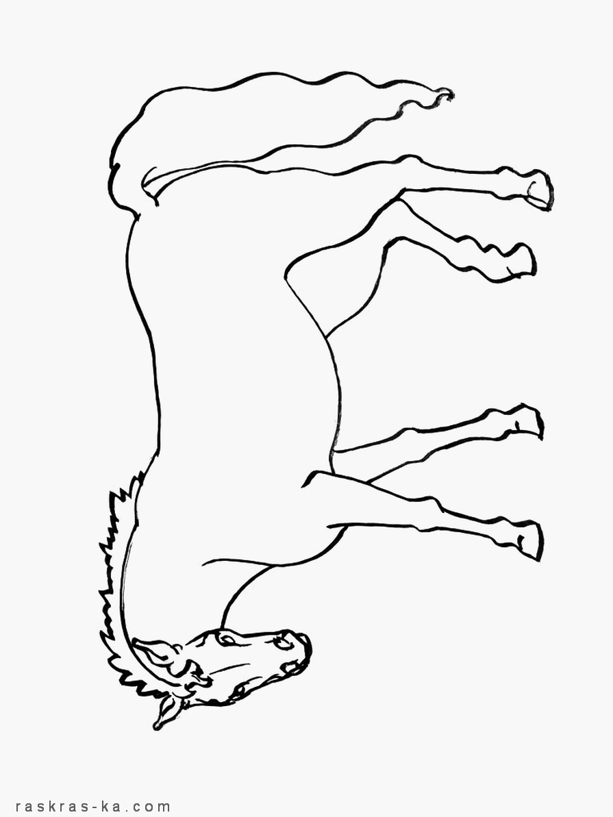 Животные раскраски - распечатать картинки