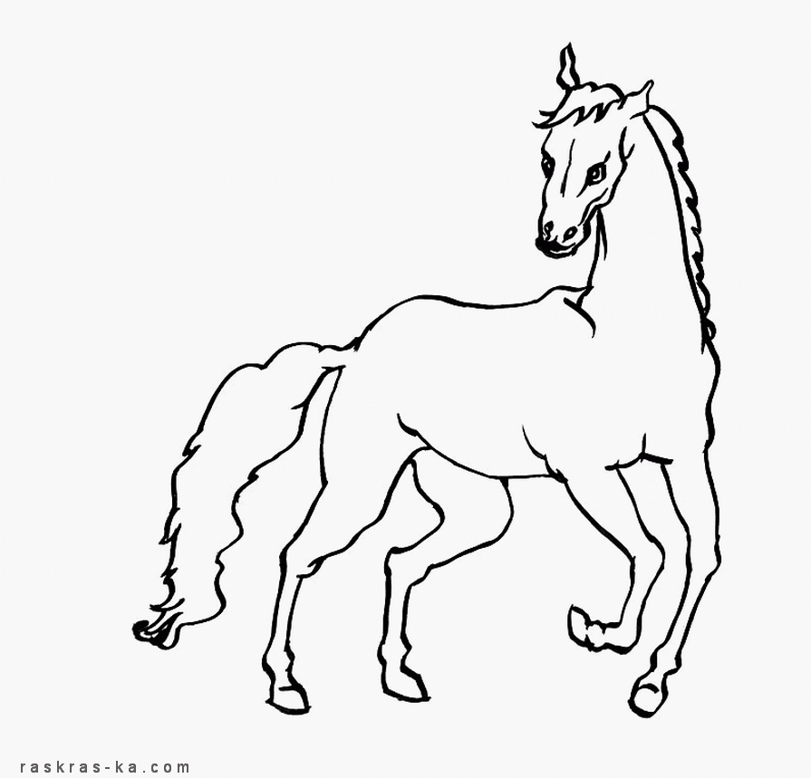 Раскраска бесплатно лошадь