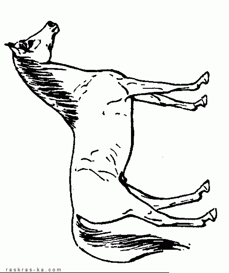 Картинки раскраски. Легко скачать. Домашние животные