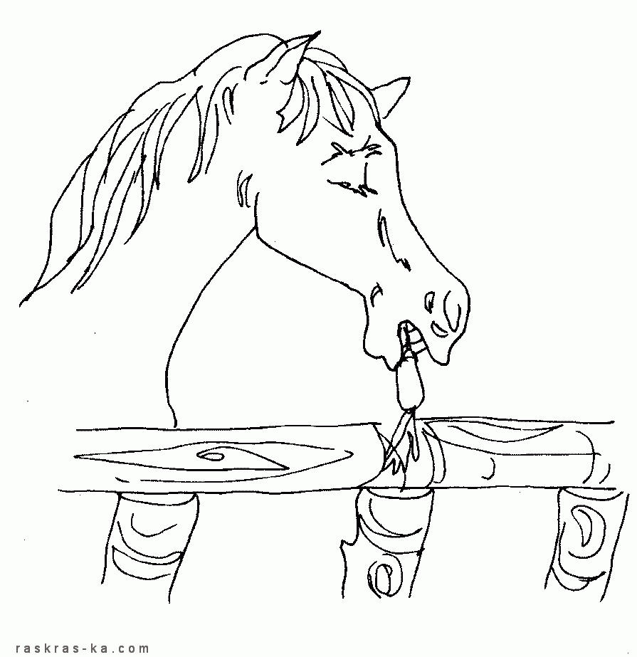 Раскраска голова лошади. Напечатать