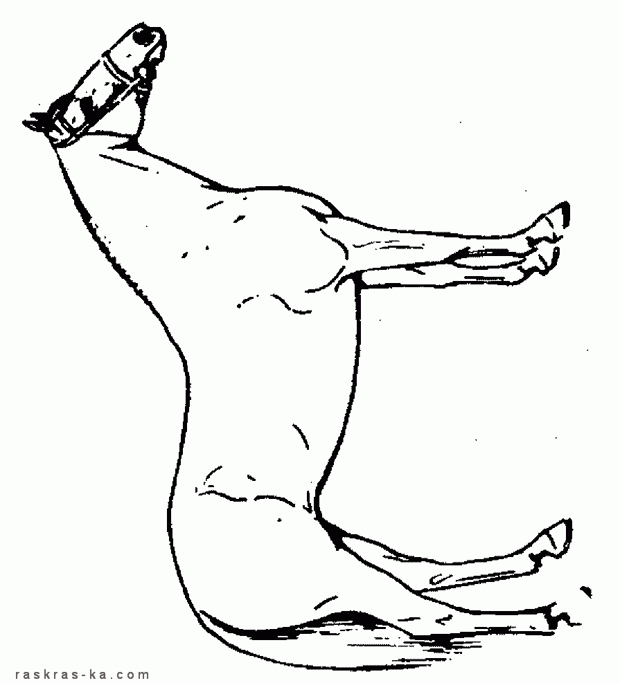 Распечатать раскраски животные домашние