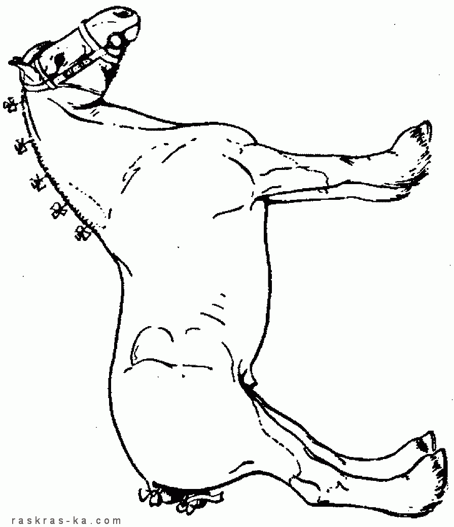 Год Лошади 2014. Раскраски скачать