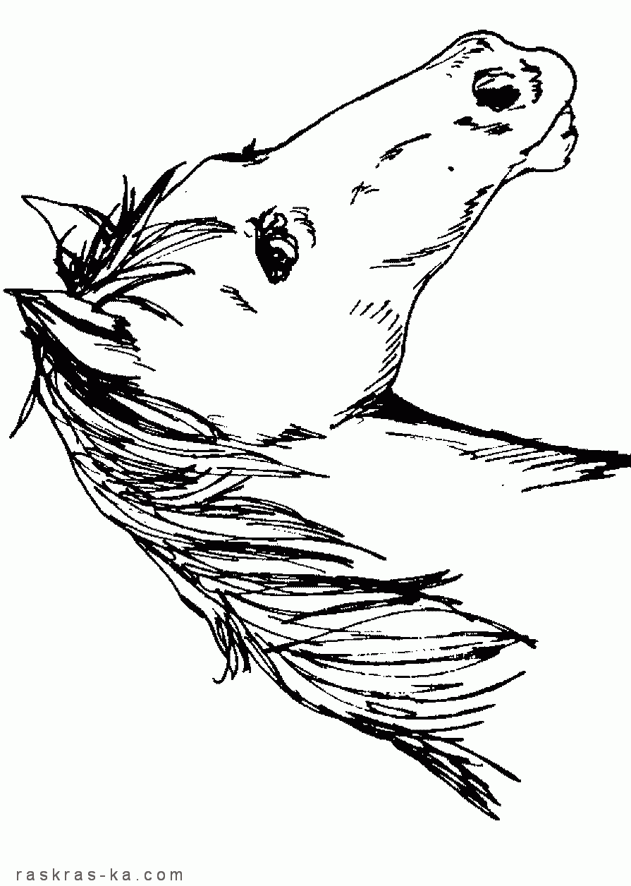 Скачать и напечатать раскраски про домашних животных бесплатно