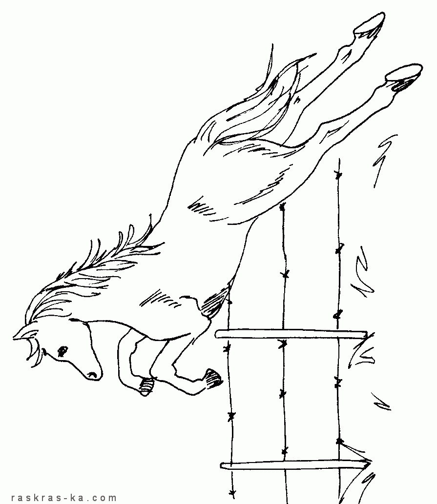 Лошадь прыгает через препятствие. Картинка раскраска
