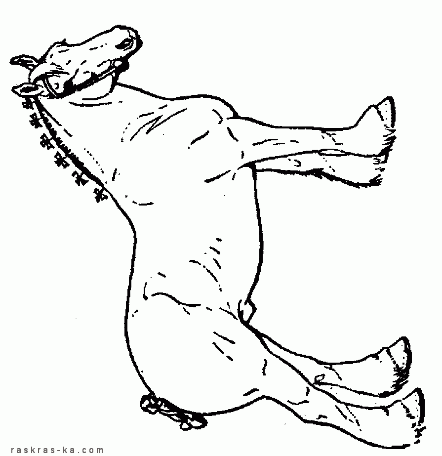 Прирученные животные. Детские раскраски