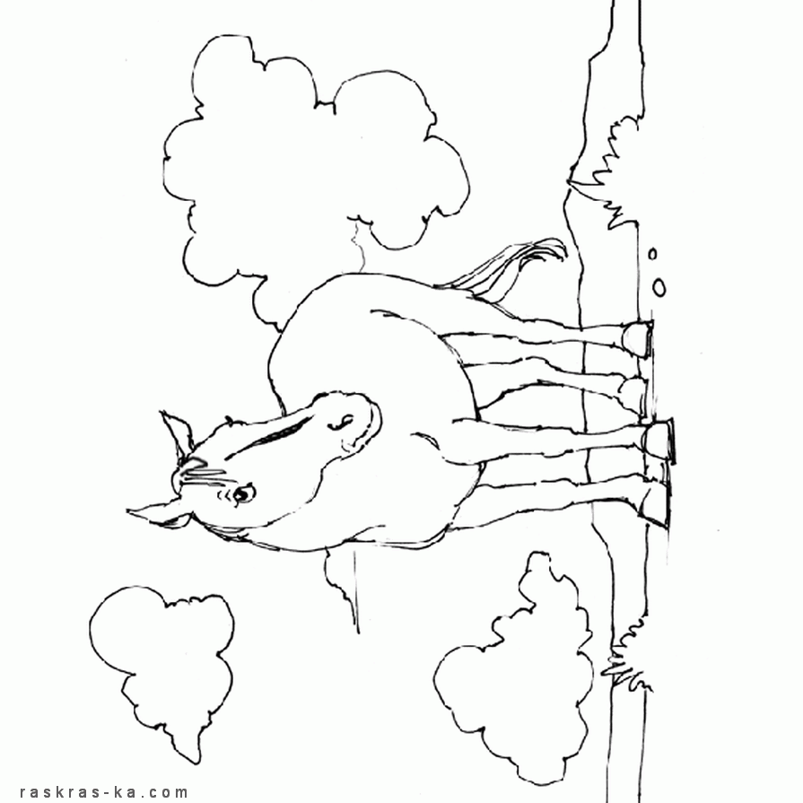 Лошадки картинки. Распечатать раскраски